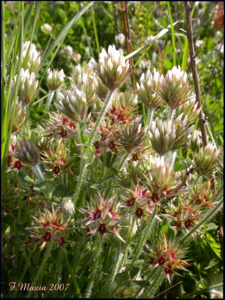Trifolium stellatum / Trifoglio stellato