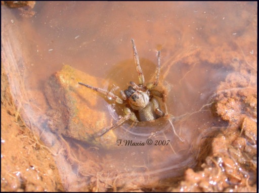 Arctosa sp.