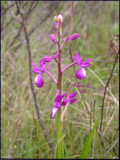 Orchis laxiflora