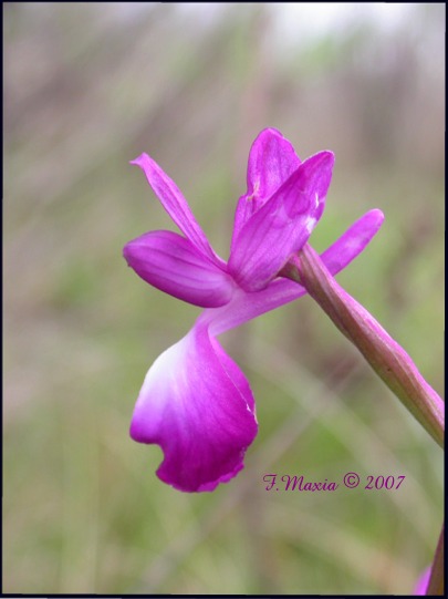 Orchis laxiflora