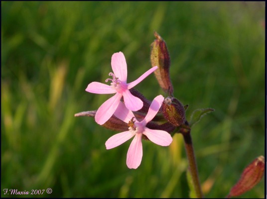 Silene fuscata / Silene scura