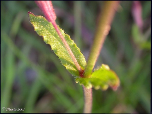 Silene fuscata / Silene scura