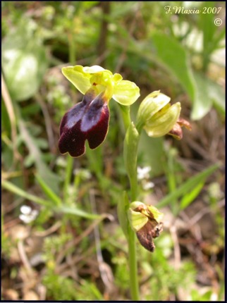 Ophrys iricolor subsp. eleonorae