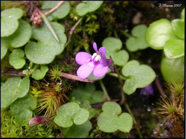 Cymbalaria aequitriloba / Ciombolino trilobo