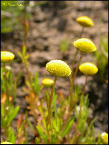 Cotula coronopifolia / Margherita sudafricana