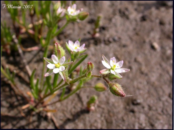 Spergularia sp.