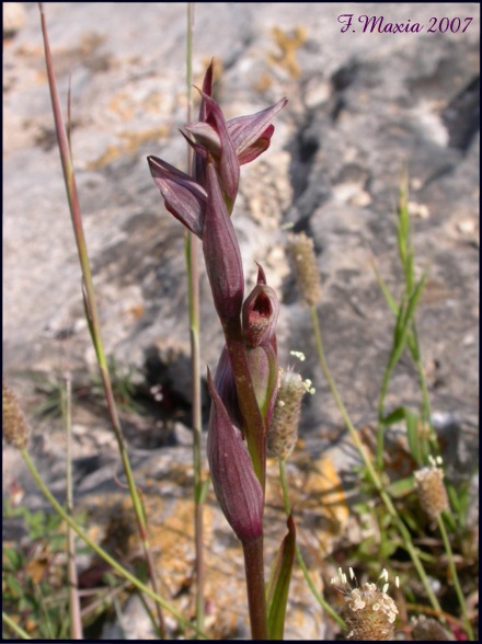 Serapias sp.