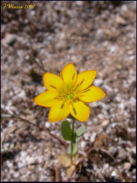 Blackstonia perfoliata / Centauro giallo