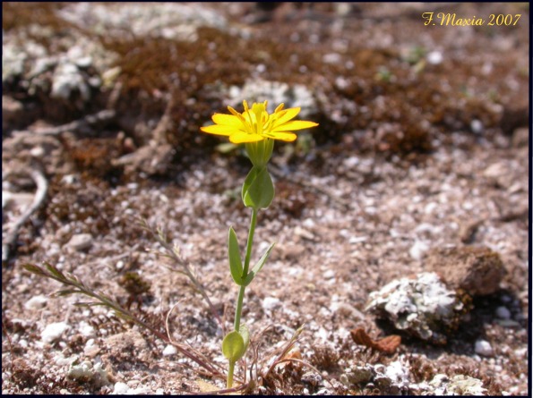 Blackstonia perfoliata / Centauro giallo