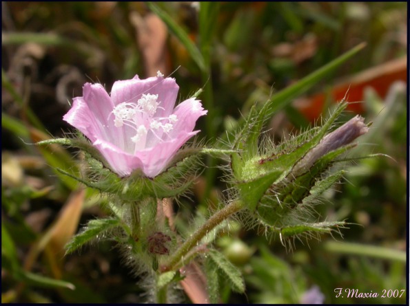 Althaea hirsuta / Altea ispida