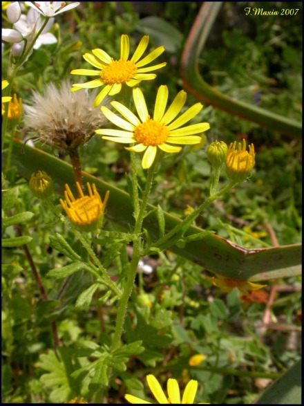 Jacobaea delphiniifolia (=Senecio delphinifolius )