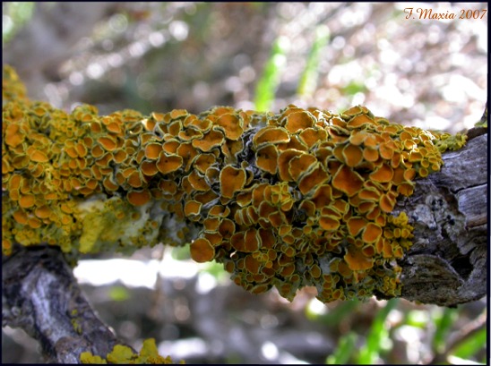 Lichene arancione Sardegna meridionale