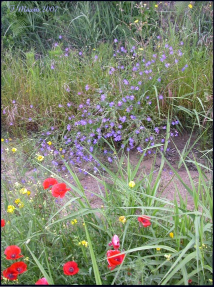 Boraginacea dal Sud-Italia - Anchusa azurea