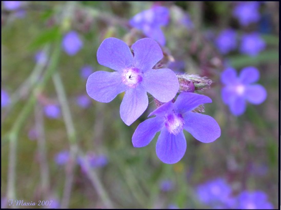 Boraginacea dal Sud-Italia - Anchusa azurea