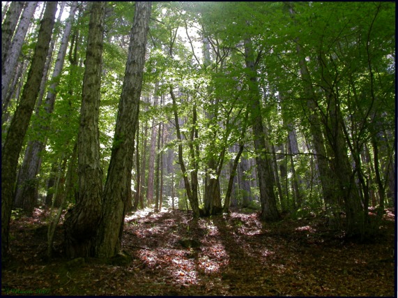 Sila Grande: Gasteropodi e Ambienti