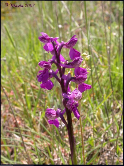 Orchis morio