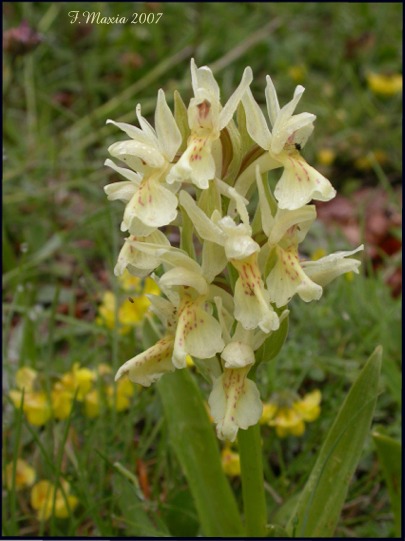 Dactylorhiza sambucina