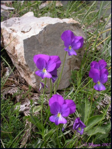 Viola aethnensis / Viola dell''Etna
