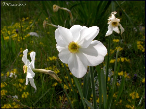Narcissus poeticus / Narciso dei poeti