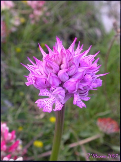 ancora dal Pollino Orchis tridentata