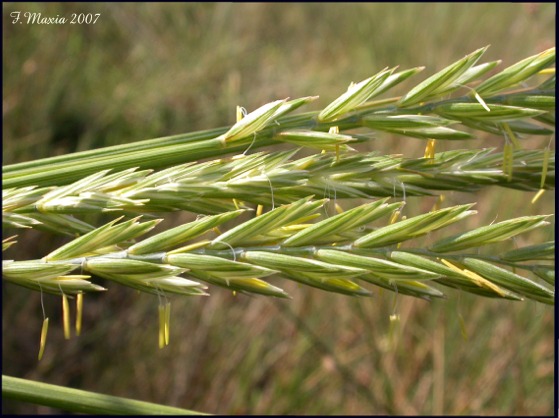 Graminacea zone umide - Agropyron repens