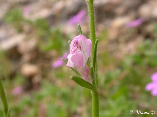 Misopates orontium / Gallinetta comune