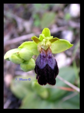 Ophrys fusca s.l. / (cosa ne pensate?)