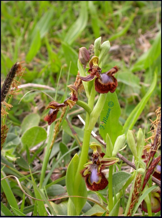 Ophrys ciliata / La Regina di tutte le Ophrys (secondo me).