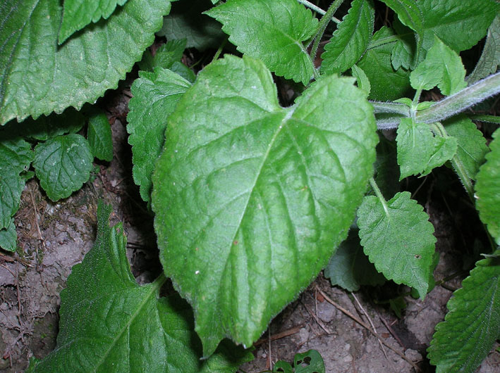 Salvia glutinosa / Salvia vischiosa