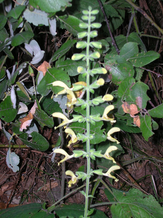 Salvia glutinosa / Salvia vischiosa