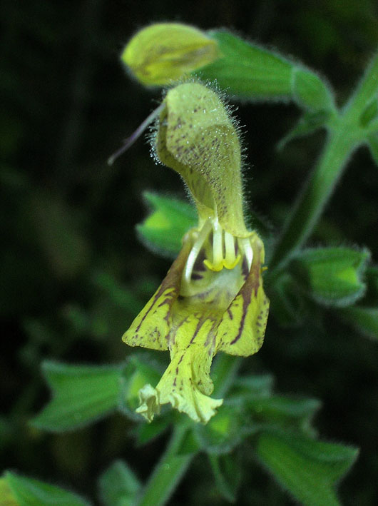 Salvia glutinosa / Salvia vischiosa