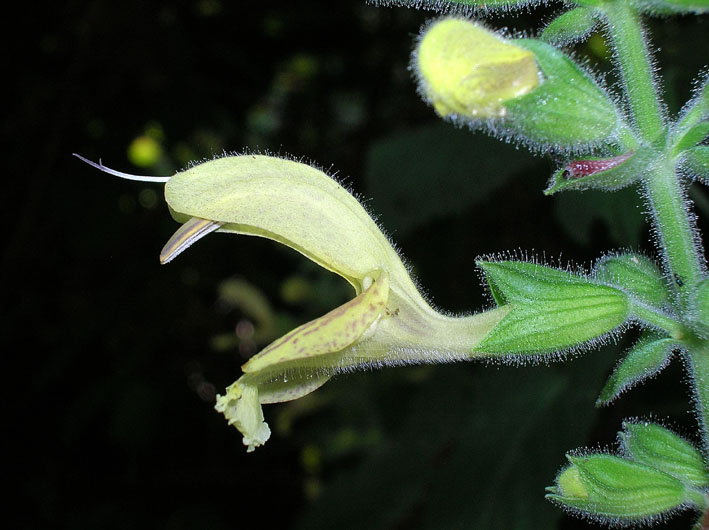 Salvia glutinosa / Salvia vischiosa