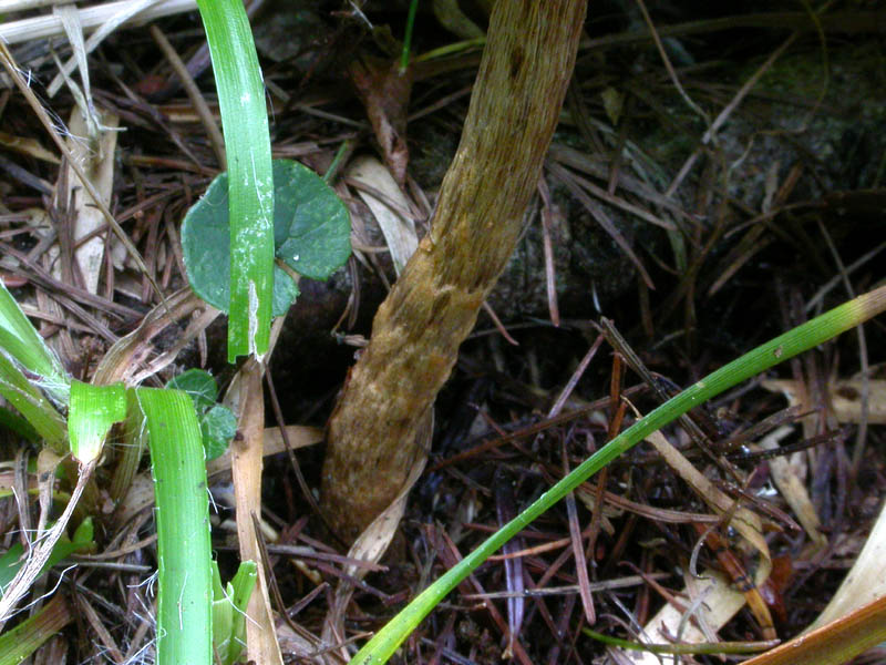 Cortinarius (Telamonia) angelesianus (o: il Fattore 