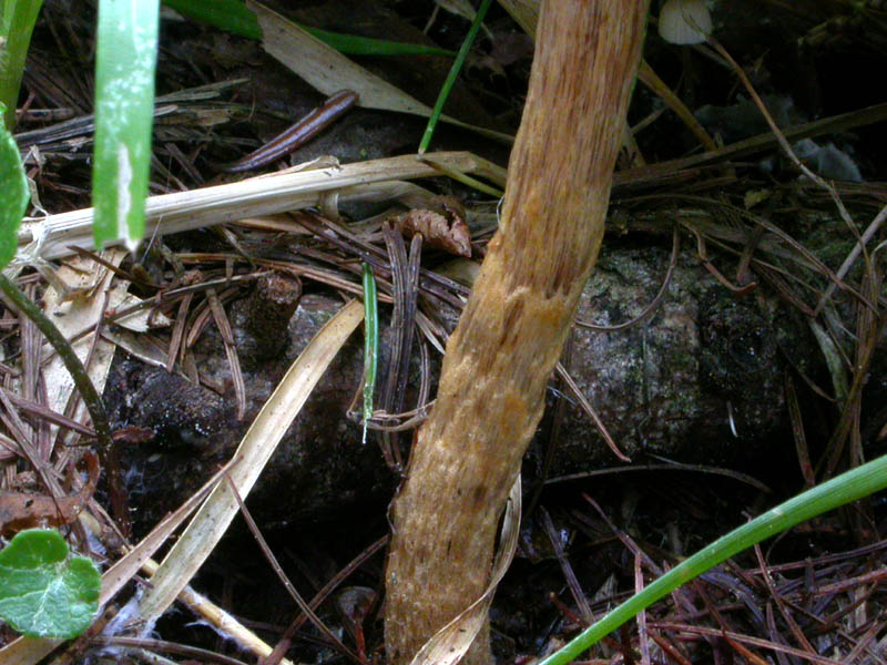 Cortinarius (Telamonia) angelesianus (o: il Fattore 