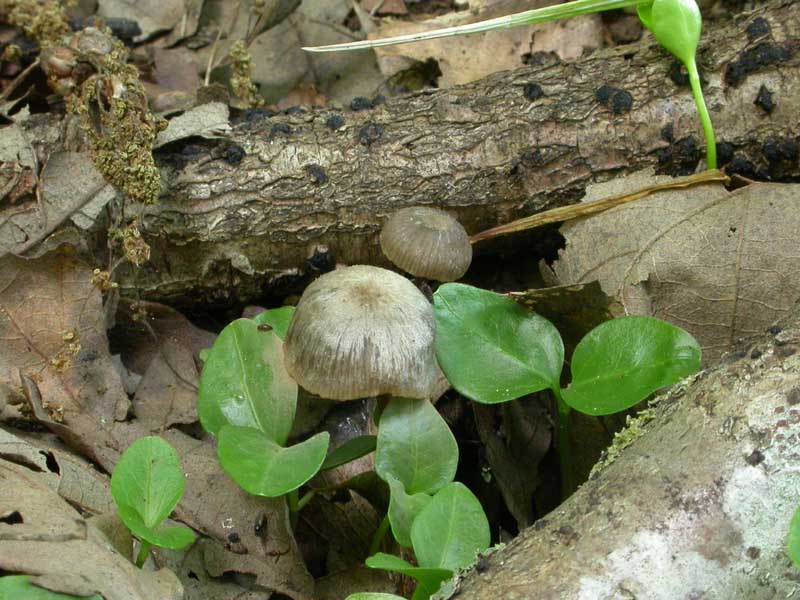 Entoloma sp. (Maggio 2007)