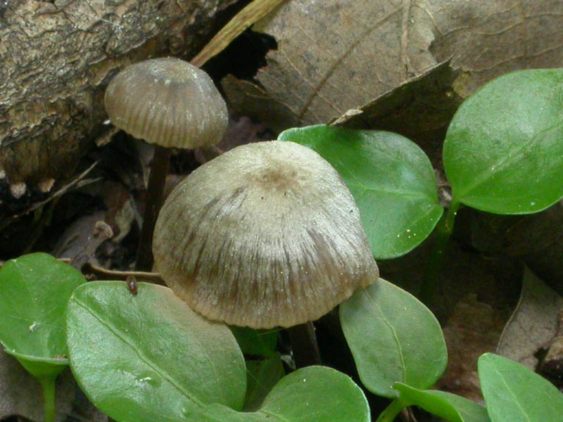 Entoloma sp. (Maggio 2007)