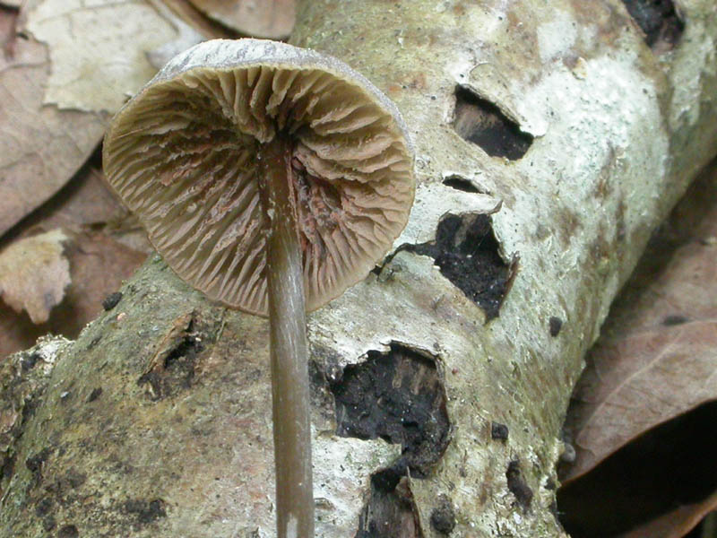 Entoloma sp. (Maggio 2007)