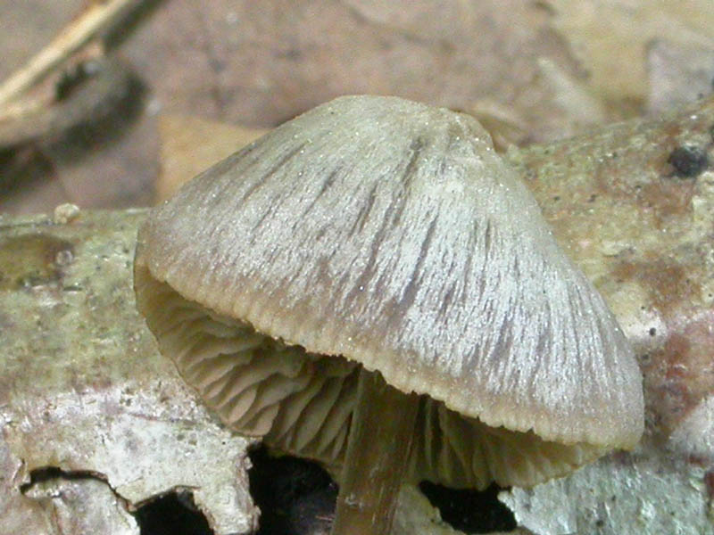 Entoloma sp. (Maggio 2007)