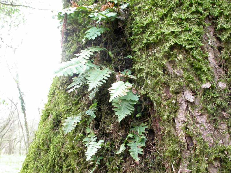 Polypodium cfr. vulgare