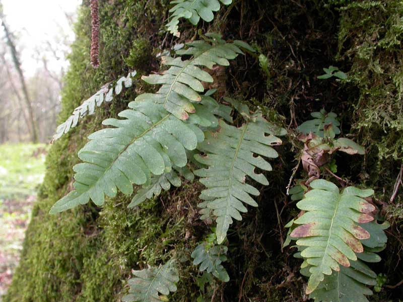 Polypodium cfr. vulgare