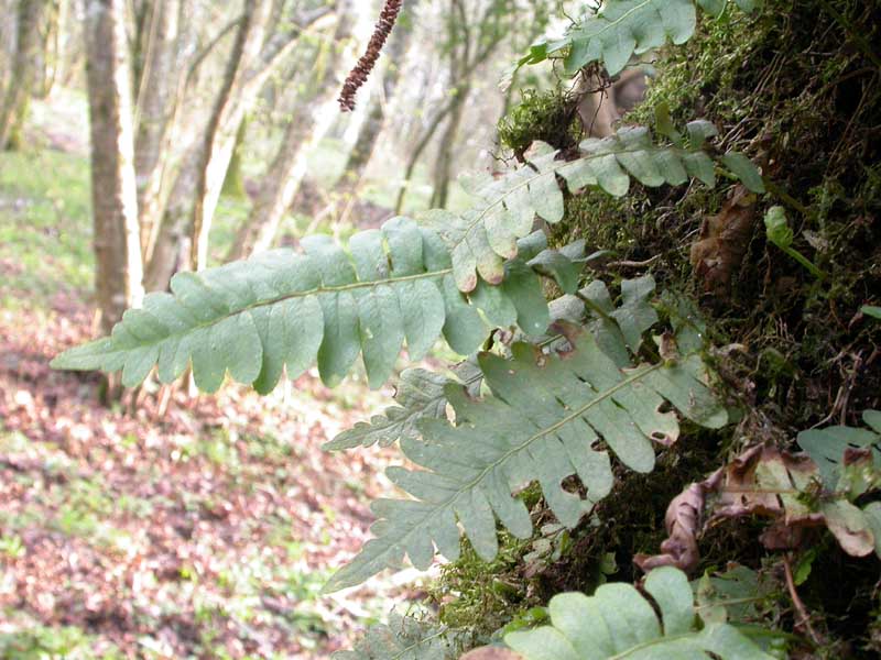 Polypodium cfr. vulgare