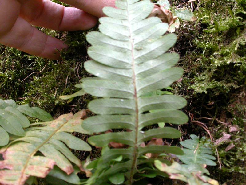 Polypodium cfr. vulgare