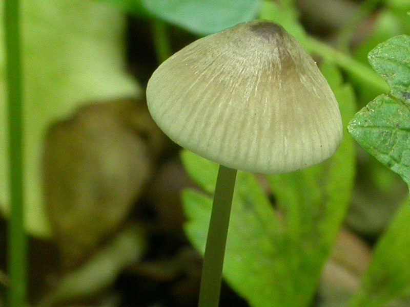 Mycena critica (per me)