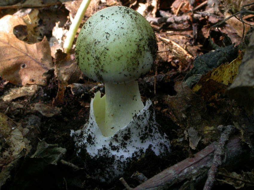 Amanita citrina (Castelli romani) 29.09.06