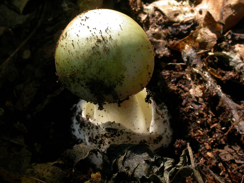 Amanita citrina (Castelli romani) 29.09.06