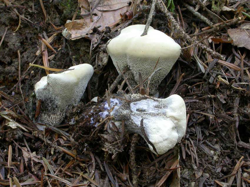 Hydnellum suaveolens: scheda fotografica