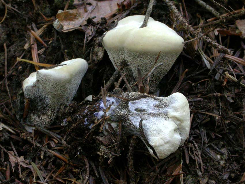 Hydnellum suaveolens: scheda fotografica