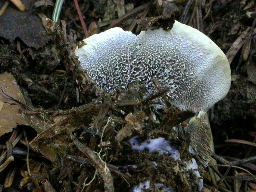 Hydnellum suaveolens: scheda fotografica