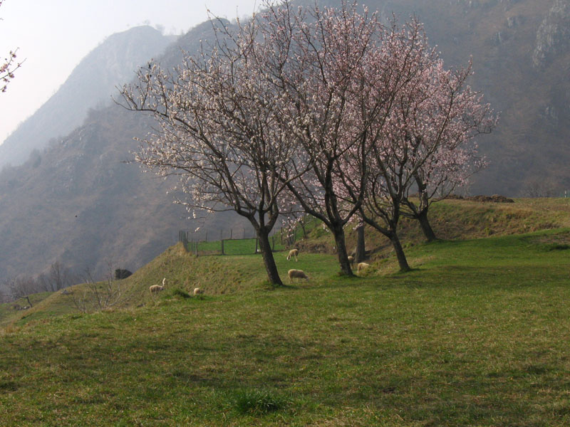 Prunus dulcis / Mandorlo