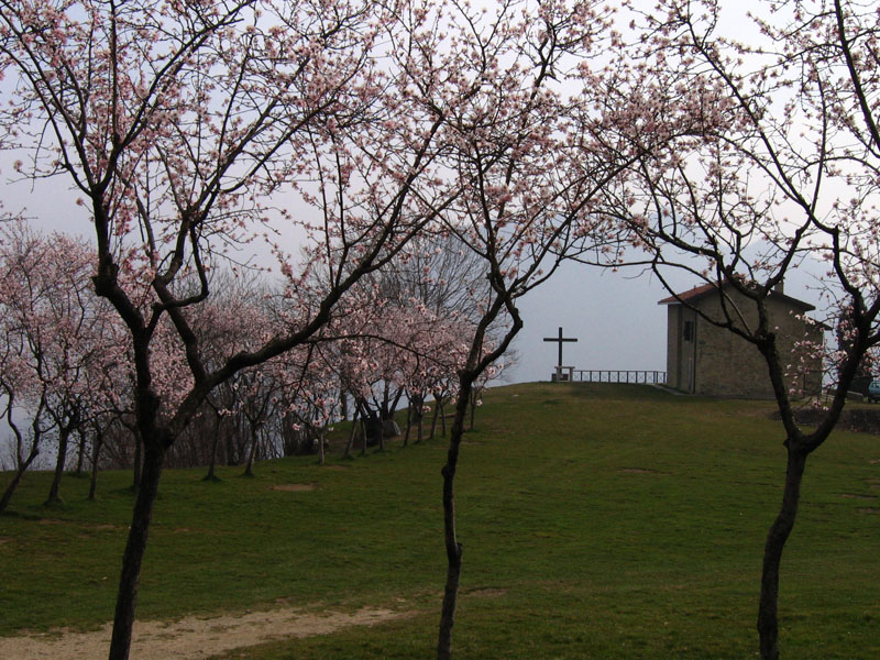 Prunus dulcis / Mandorlo